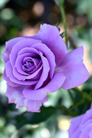 Троянда чайно-гібридна ’Блакитний Ніл’|Тea hybrid rose ’Blue Nile’|Роза чайно-гибридная ’Голубой Нил’ 